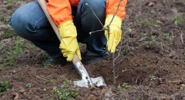 Jak zasadit třešně na podzim: podrobné pokyny